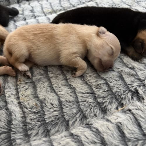 Chiots spitz nain