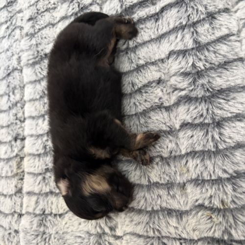 Chiots spitz nain #7