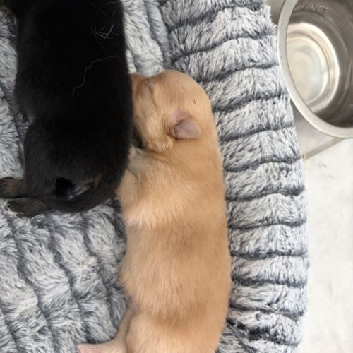 Chiots spitz nain #9