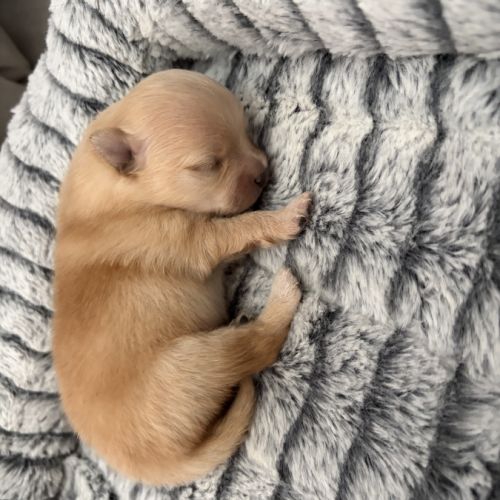 Chiots spitz nain #0