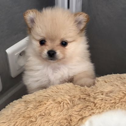 Chiots spitz nain