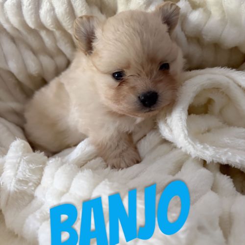 Chiots spitz nain #1