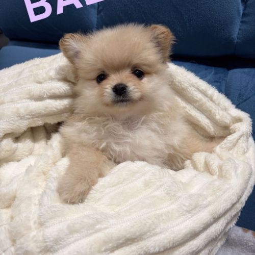 Chiots spitz nain #0