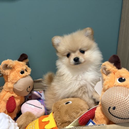 Chiots spitz nain