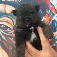 Chiots spitz nain