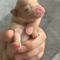 Chiots spitz nain #1