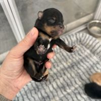 Chiots spitz nain #5