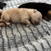 Chiots spitz nain