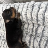 Chiots spitz nain #6