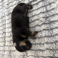 Chiots spitz nain #7