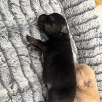 Chiots spitz nain #8