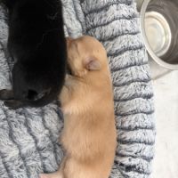 Chiots spitz nain #9