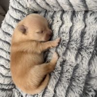 Chiots spitz nain