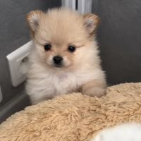 Chiots spitz nain