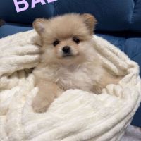 Chiots spitz nain