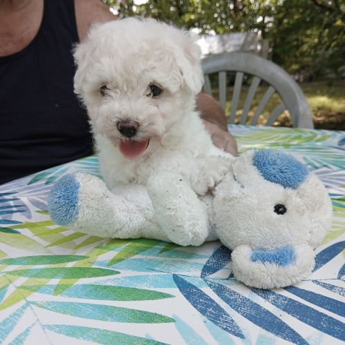 Bichon frise #1