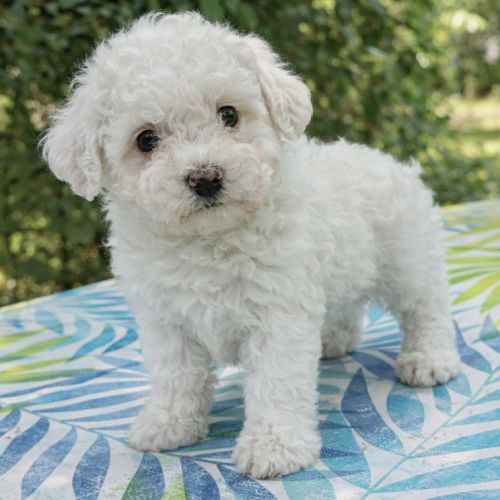 Bichon frise #2