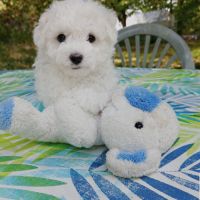 Bichon frise