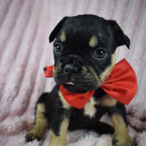 Chiot bouledogue français #2