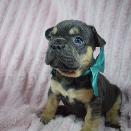 Chiot bouledogue français #3