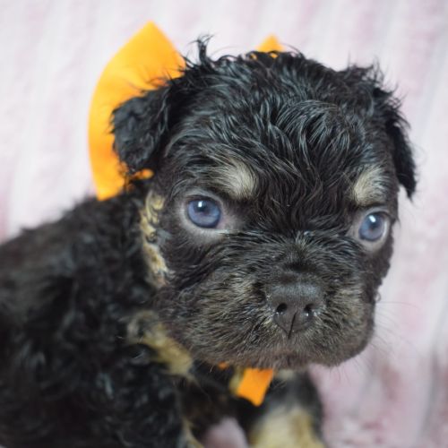 Chiot bouledogue français #8