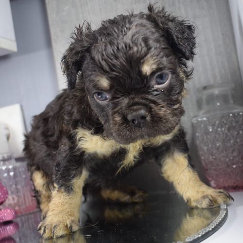 Chiot bouledogue français