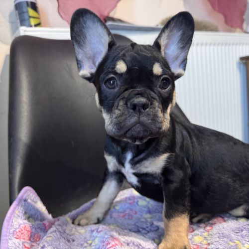 Chiot bouledogue français #1