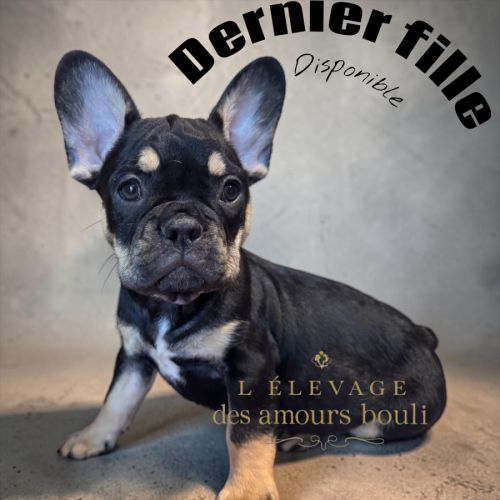 Chiot bouledogue français