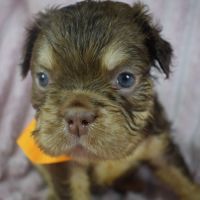 Chiot bouledogue français #1