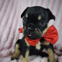 Chiot bouledogue français #2
