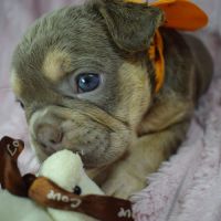 Chiot bouledogue français #4