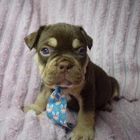 Chiot bouledogue français
