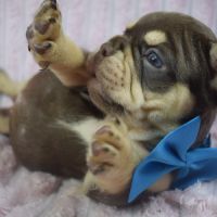 Chiot bouledogue français #7