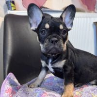 Chiot bouledogue français #1