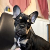 Chiot bouledogue français #2