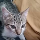 Chat aska à l adoption #3