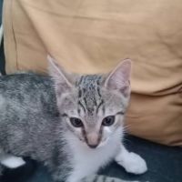 Chat aska à l adoption #0