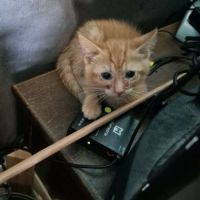 Chat vulcan à l adoption