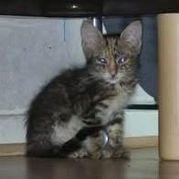 Chat selina à l adoption #0