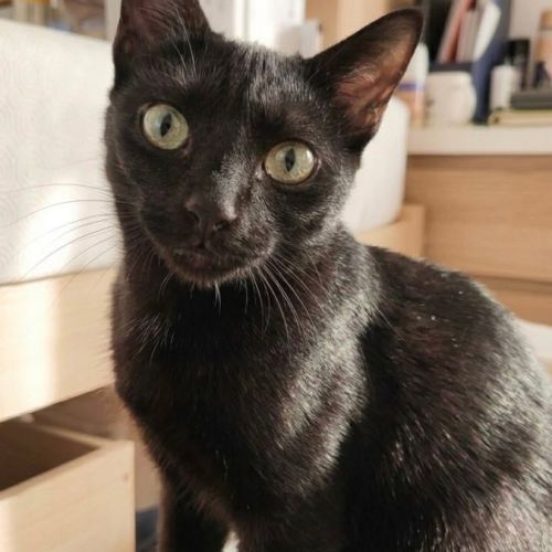 Bagheera, douce et reconnaissante, un amour !!