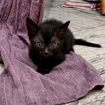 Chat loustic à l adoption
