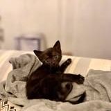 Chat loustic à l adoption #2