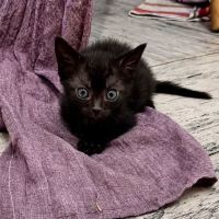 Chat loustic à l adoption #0