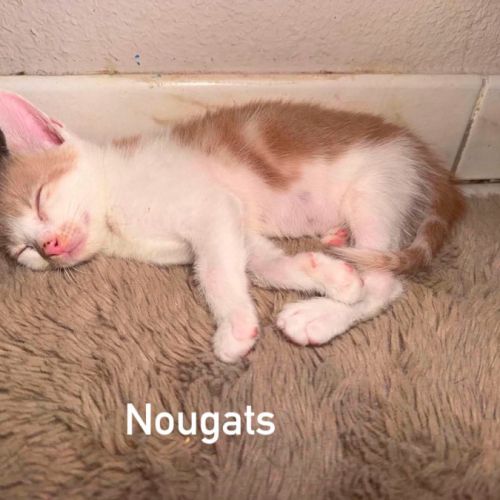 Chat nougats à l adoption #0