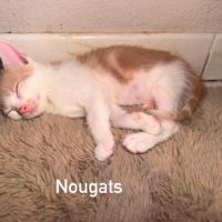 Chat nougats à l adoption