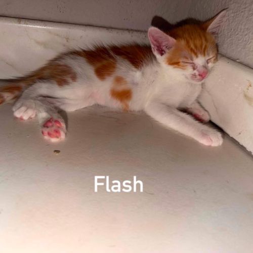 Chat flash à l adoption #0