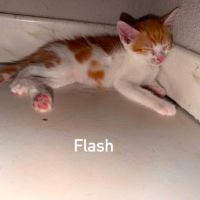 Chat flash à l adoption