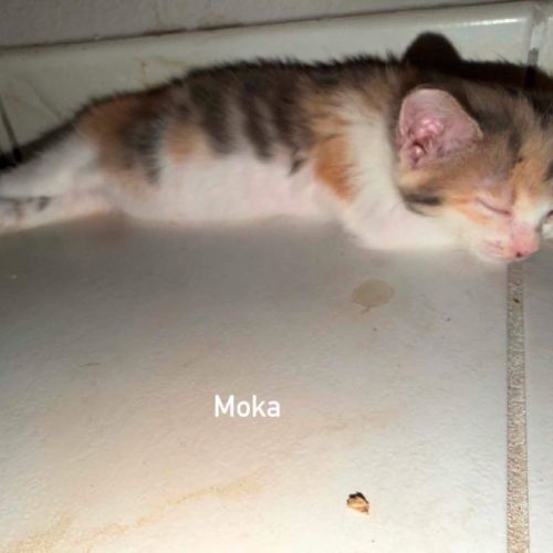 Chat moka à l adoption #0