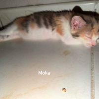 Chat moka à l adoption