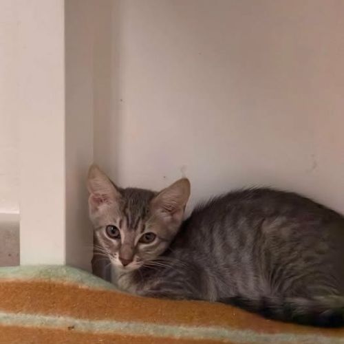 Chat oregon à l adoption